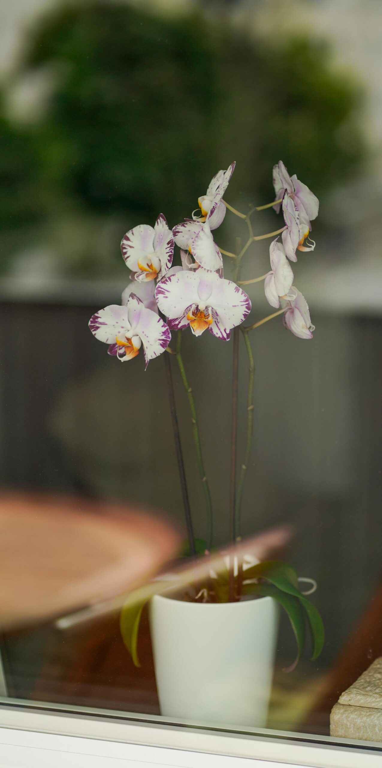 Storczyk phalaenopsis w przezroczystej doniczce